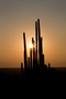 Infocusphotos : Euphorbia Candelabra at Sunset, near Windhoek, Namibia